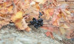 Kavacık’ın coğrafi işaretli üzümü ilgi odağı oldu