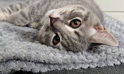 Kedi sevgisi nasıl anlaşılır? Eğer tüylü dostunuz bunu yapıyorsa, en değerli kişi sizsiniz