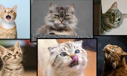 Kediniz sizi seviyor mu? Yüz ifadelerinden hemen anlayabilirsiniz