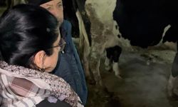 Küçük Menderes’te şap krizi: Hayvancılık durdu, üretici zor durumda