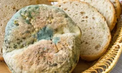 Küflü gıdanın tehlikesi sandığınızdan çok daha büyük!