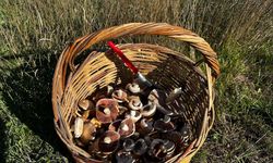 Bir lokması ölüm getirebilir: Uzmandan mantar uyarısı!