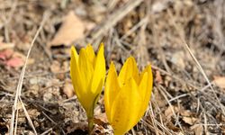 Ölbe Vadisi sonbaharda açan çiğdemlerle doğaseverleri ağırladı