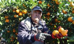 Seferihisar'da hasat başladı: Satsuma mandalinası yok satıyor!