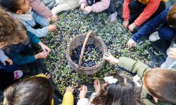 Seferihisar’da minik eller zeytin topladı