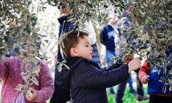 Buca Belediyesi’nden ücretsiz sertifikalı Zeytin Budama Eğitimi