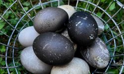 Siyah yumurtalar altını solladı: Cayuga yumurtasına ilgi patladı