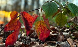 Sonbaharda Çam Dağı görsel bir şölene dönüştü