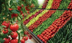 Tarlada 5 TL olan ürün markette neden 40 TL? Güncel fiyat farkı listesi