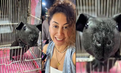 Tayland’da keşfedilen ilginç hayvan sosyal medyada gündem oldu!