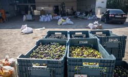 Bornova Belediyesi’nden üreticiyi rahatlatan zeytin desteği