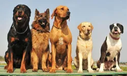 Uzmanlar açıkladı: İşte dünyanın en zeki 6 köpek ırkı