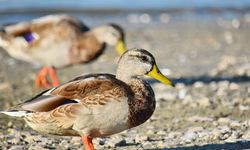 Doğa aşıkları buraya! İzmir’de Yaban Ördeği Turu başlıyor
