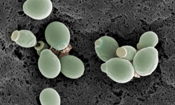 Polenler bitti ama tehlike bitmedi