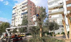 Yeşil Buca için çalışmalar sürüyor: Ağaçlar tek tek kontrol ediliyor