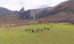 Yılkı atlarının özgür koşusu drone ile görüntülendi