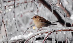 19 Aralık 2025 | Meteoroloji kritik uyarıyı yayınladı