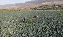 İzmir’in bereketli topraklarında ‘yeşil altın’ mesaisi