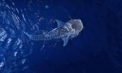 Ağlara takıldı, ölüme doğru sürükleniyordu