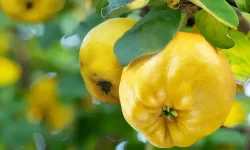 Ayvanın gerçek lezzeti böyle çıkıyor! Suyunu saldıran doğal yöntemler