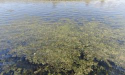 Bostanlı sahilinde şok görüntü: 'Yeşil İstila'