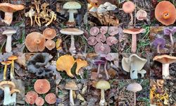 Masum sanılıyor, ölüm getiriyor! Türkiye’de en çok zehirleyen mantarlar