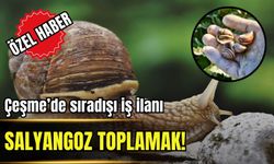 Çeşme’de sıra dışı iş ilanı: Salyangoz toplama!