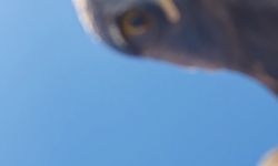 Dağın zirvesinde şaşırtan anlar: Kartal dronu böyle kaptı