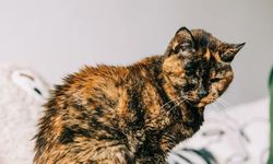 Dünyanın en yaşlı kedisi 30 yaşında!