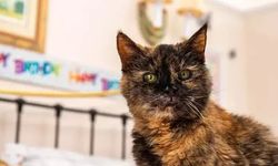 Rüyada kedi görmek ne anlama geliyor?