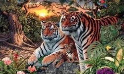 Fotoğrafta kaç kaplan var? Sosyal medya bu bulmacayı konuşuyor