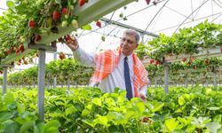 İzmir Büyükşehir’den çiftçiye 550 milyon liralık destek