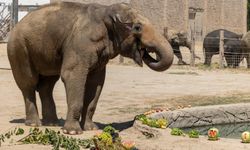 İzmir Doğal Yaşam Parkı’ndan hayat kurtaran uygulama