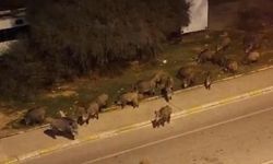 Bu ilçelerde yaşayanlar dikkat! İzmir’de domuzlar cadde cadde geziyor