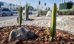 İzmir’in yeşil alanları su tasarruflu bitkilerle yenileniyor