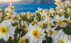 Karaburun Nergis Festivali ne zaman düzenlenecek, kaç gün sürecek? Etkinlik takviminde neler var?