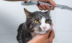 Kediniz sizden bunu istemiyor! Uzmandan çarpıcı açıklama