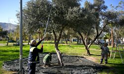 Kent Market raflarında ücretsiz dağıtılacak