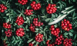 Kokina çiçeği nasıl solmaz? İşte uzun ömürlü bakım