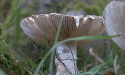 Köygöçüren mantarı nedir? Nerede bulunur, yenir mi? Batuhan Badak vakasıyla yeniden gündemde