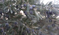 Kuraklık zeytinyağı üretimini vurdu: Rekolte düştü