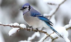 Kuş gözlemcileri uyardı: Bu türlerin inişi kışa işaret!