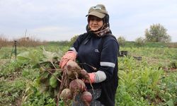 Menemen’de kırmızı pancar hasadı üreticinin yüzünü güldürdü