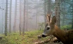 Ormanların gizli sakinleri görüntülendi