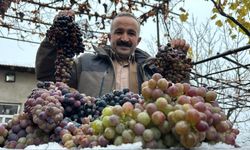 Sadece bu bölgede yetişiyor: Kara kışa meydan okuyor!