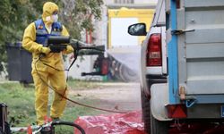 Domuz vebası alarmı: Olağanüstü hal ilan edildi