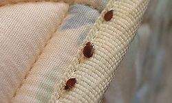 Kışın yatağınızı ısıtmak bu sessiz tehlikeyi harekete geçiriyor olabilir