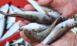 Gözden kaçan detay bayat balığı ele veriyor: Balıkçılar uyardı, istavrit ve mezgit alırken dikkat!
