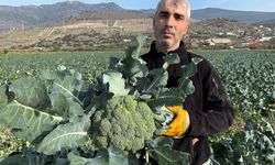 Türkiye’nin brokoli deposu Menemen’de hasat zamanı