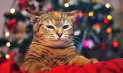 Uzmanlar listeledi: Bu yılbaşı şarkıları evcil hayvanları strese sokuyor!